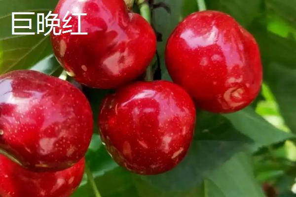 超过30克的大樱桃品种，红灯樱桃属于中型大果