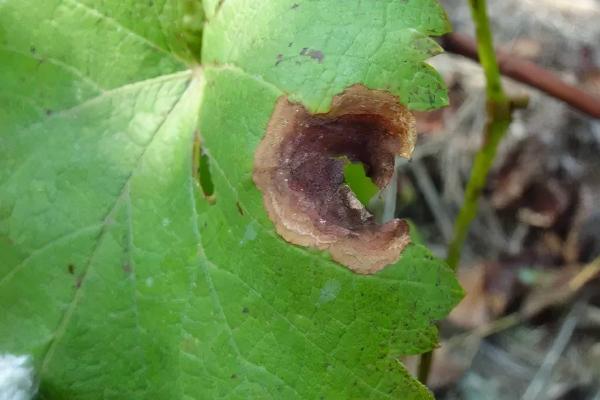 葡萄黑痘病，是葡萄生产中重要病害之一
