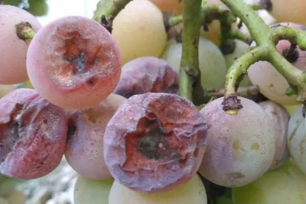 葡萄黑痘病，是葡萄生产中重要病害之一