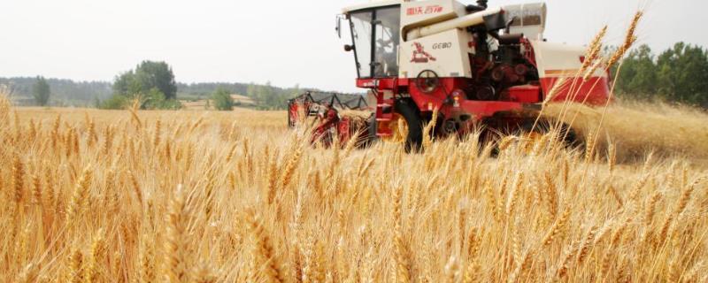 小麦会在什么季节成熟，一般在夏季成熟收获