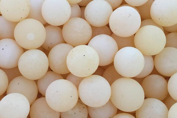 甲鱼蛋孵化所需时间，经过1-2个月左右即可出壳