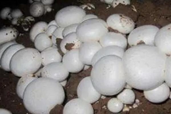 春菇出菇管理技术，通常可出4-5茬菇