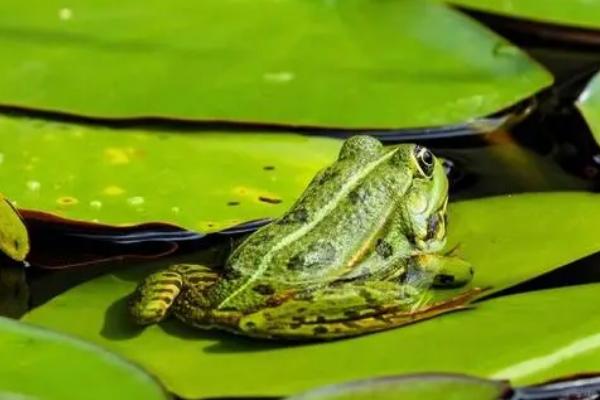 青蛙会不会咬人，大部分品种可以和人类友好相处