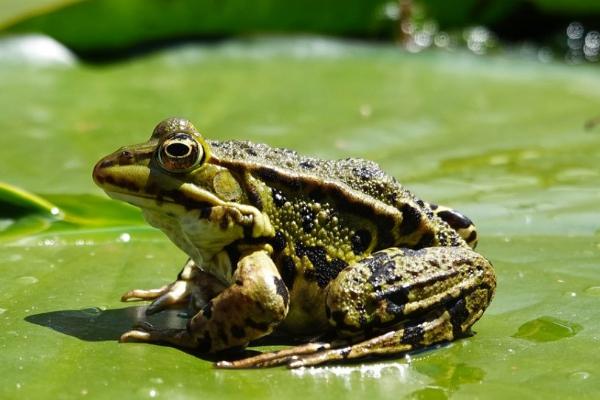 青蛙会不会咬人，大部分品种可以和人类友好相处