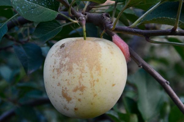 如何防治苹果果锈病，属于果实病害