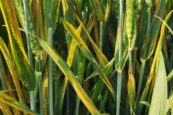 小麦条锈病，是农业需要重点防治的对象