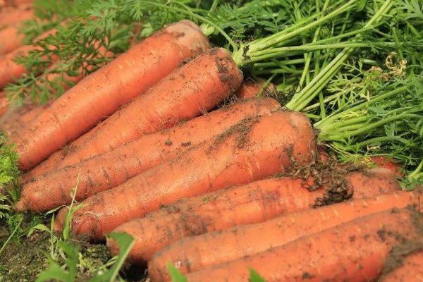 胡萝卜留种方法，种子可分期采收