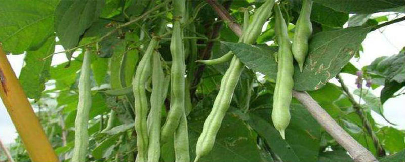 四季豆是否要打侧枝，打掉后可能会影响结荚