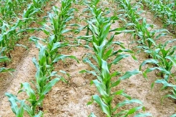 玉米高产化肥配方，出苗后要追施齐苗肥