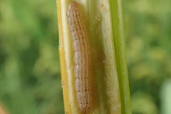 如何防治东北水稻地下害虫，不同生长阶段的防治对象不同