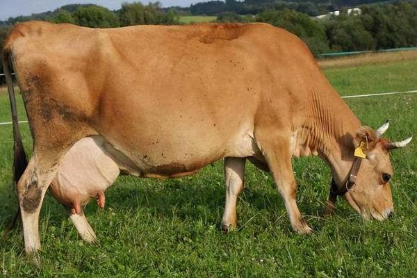 孕母牛四个月如何判断，体重和毛发的变化比较明显