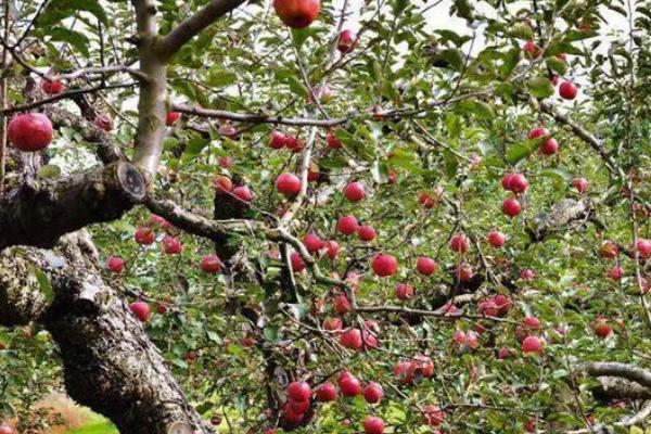 苹果树怎么疏花疏果，疏花疏果的关键是抓早