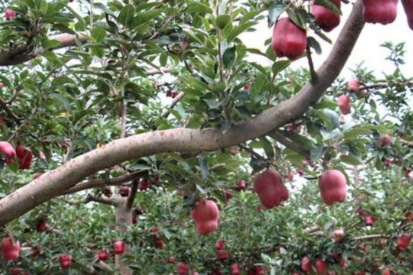 苹果树怎么疏花疏果，疏花疏果的关键是抓早