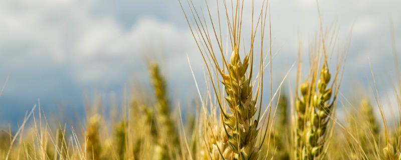 冬季小麦要加强哪几个方面的管理，及时查苗补种以防缺苗断垄
