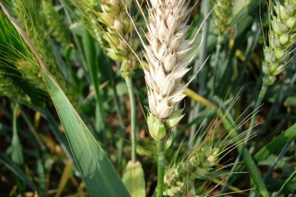 小麦灰霉病通过哪些途径传播，在田间依靠气流传播