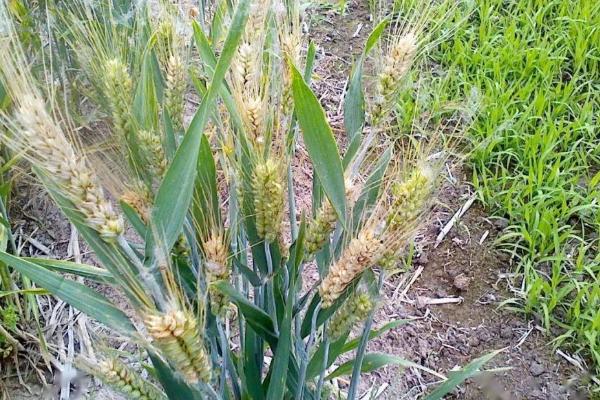 小麦灰霉病通过哪些途径传播，在田间依靠气流传播