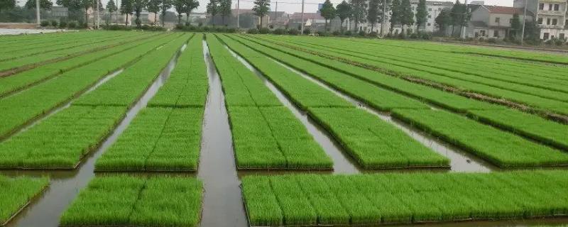 水稻规格化育秧要点，播种时要明确分工