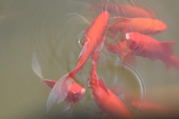 养红鲤鱼怎么避免死亡，可安装过滤器防止水质恶化