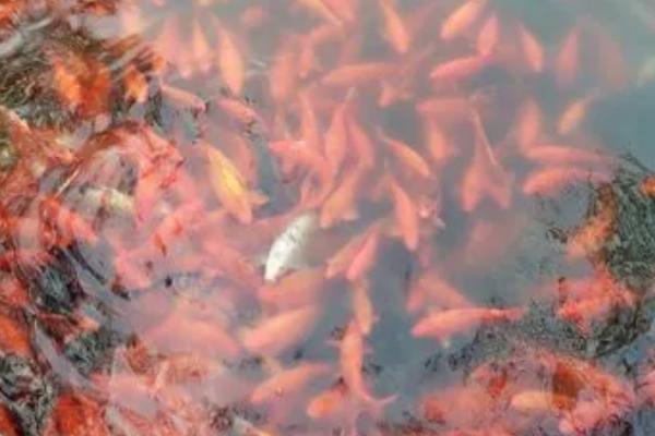 养红鲤鱼怎么避免死亡，可安装过滤器防止水质恶化