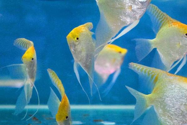 产卵后的神仙鱼是否需要隔离，隔离亲鱼可避免误食鱼卵