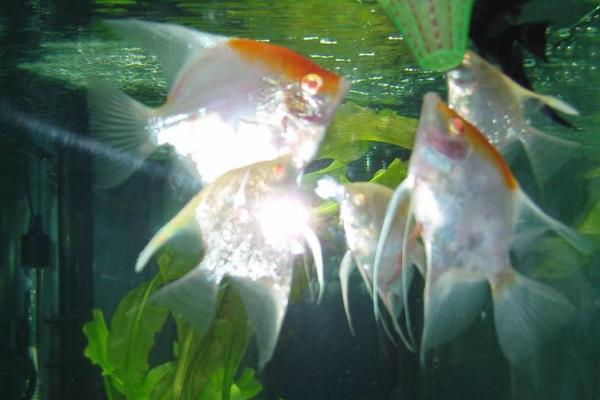 产卵后的神仙鱼是否需要隔离，隔离亲鱼可避免误食鱼卵