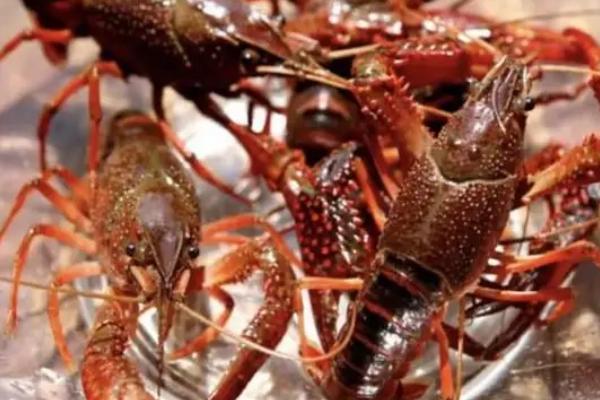 龙虾螃蟹混合养殖技术，注意做好防逃措施