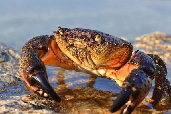 龙虾螃蟹混合养殖技术，注意做好防逃措施