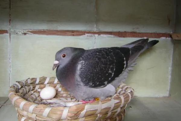 鸽子一窝能产多少蛋，营养不良的母鸽产蛋较少