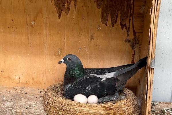 鸽子一窝能产多少蛋，营养不良的母鸽产蛋较少