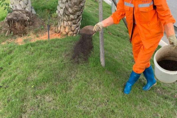春季绿化苗木施肥方法，磷肥应深施至根系分布密集处