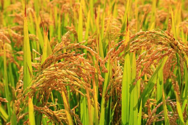 水稻生育期划分，分为营养生长期和生殖生长期