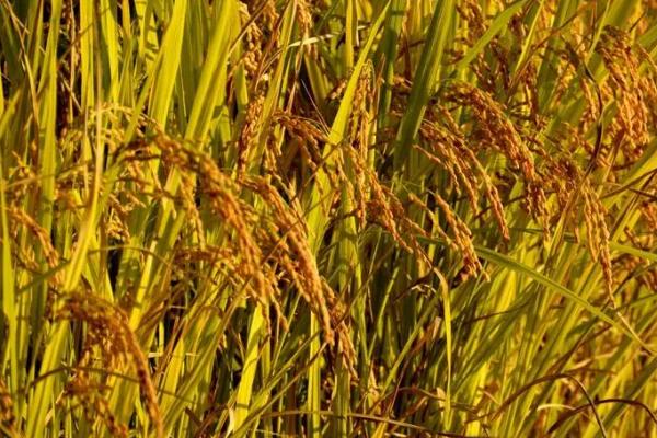 水稻生育期划分，分为营养生长期和生殖生长期