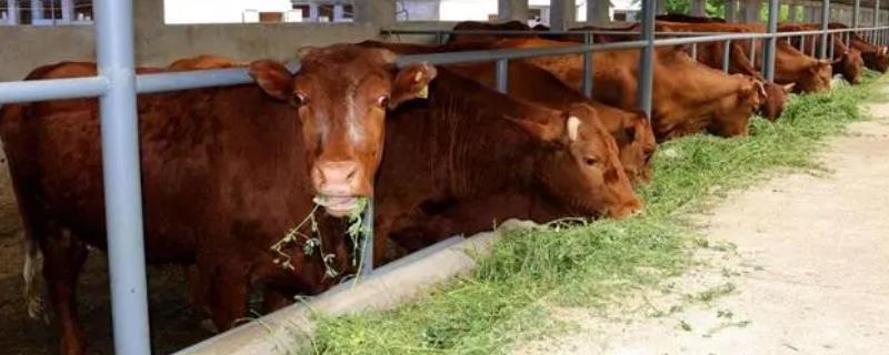 600斤的牛一天吃多少饲料，精饲料进食量约为4.2-6斤