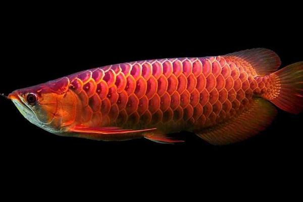 1米5的鱼缸可以养几条金龙鱼，单养体型发育会更好