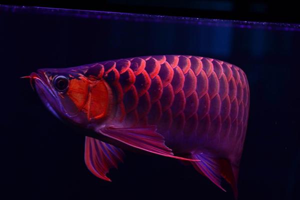 1米5的鱼缸可以养几条金龙鱼，单养体型发育会更好