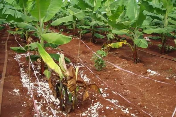 香蕉如何科学施肥，不要忽视有机肥施用和土壤培肥