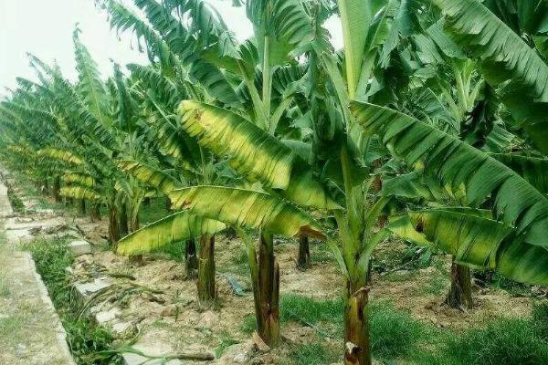 香蕉如何科学施肥，不要忽视有机肥施用和土壤培肥