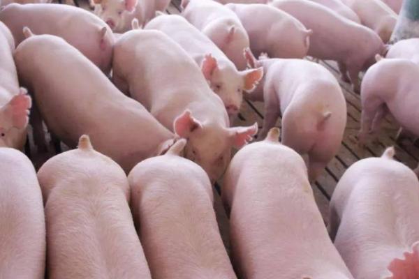 母猪产后低温不吃食的原因和处理方法，需对症下药