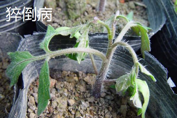 常见的茄子的病虫害，严重影响开花结实