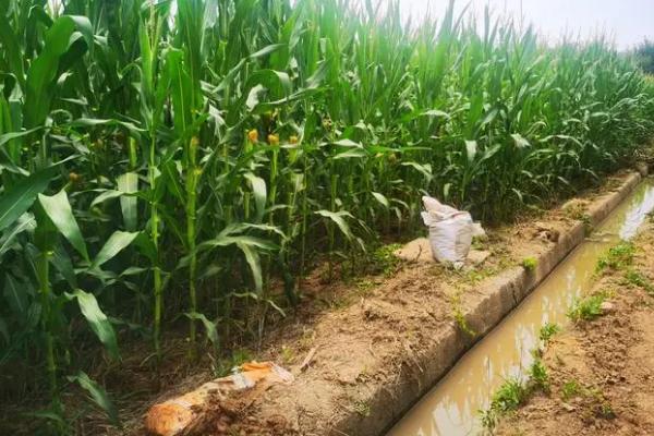 玉米灌溉方法，不可忽视灌水质量