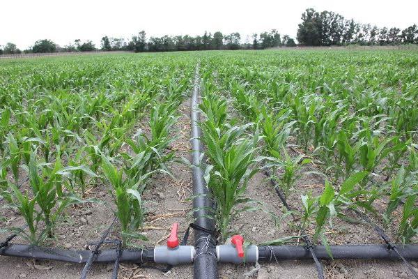 玉米灌溉方法，不可忽视灌水质量