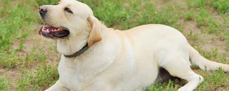 狗狗自闭症的症状，在幼年时期就会表现出交流障碍