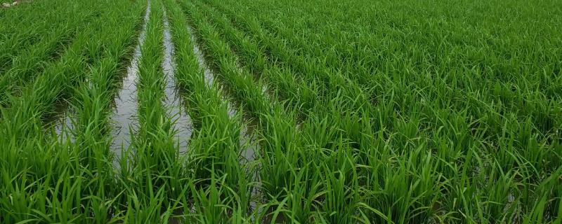 如何科学灌溉水稻，要符合需水规律
