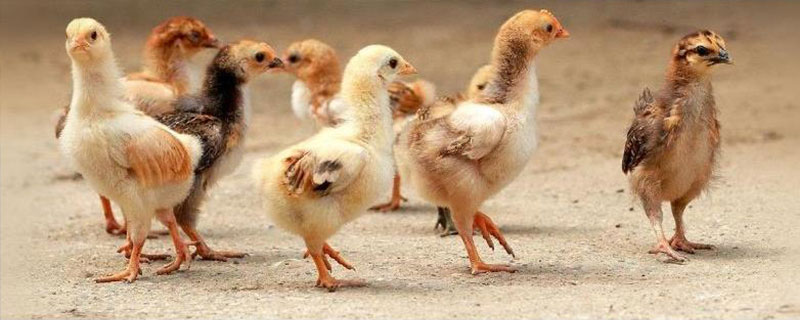 小鸡多久能长大，常规喂养下需要3-4个月