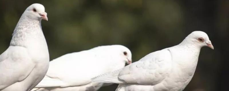鸽子下蛋时的注意事项，孵化期间要保持安静且不可随意挪动