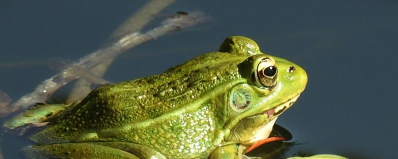 青蛙的外观特征，头部扁平眼睛突出