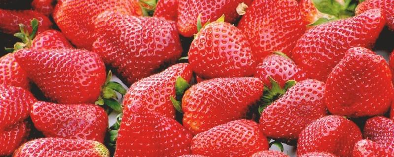 草莓的种植方法，阴天移栽可提高成活率