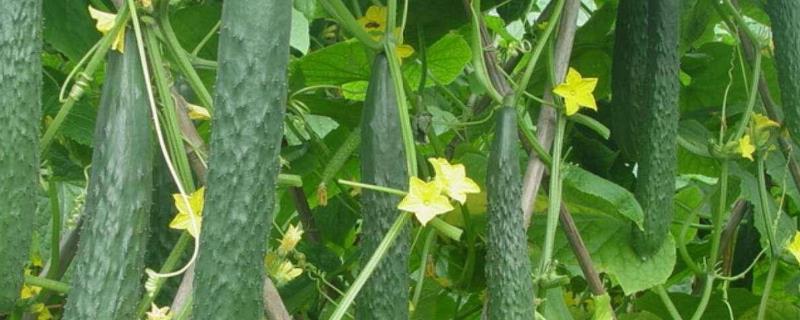 黄瓜拔秧不除根有什么危害，残留根系中的线虫会危害下茬作物