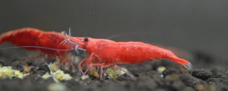 极火虾与樱花虾是否会繁殖，饲养在一起两者会进行杂交