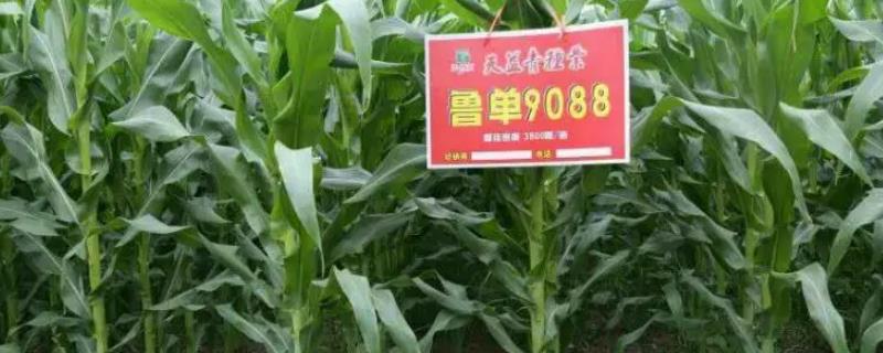 鲁单9088玉米种的特征特性，从出苗至成熟需要105天